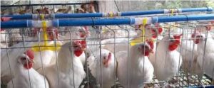 Double Cup Chicken Nipple Drinkers4 Steps Farmcare Kenya