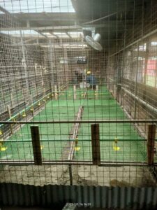 Plastic Poultry Mesh 1 Steps Farmcare Kenya