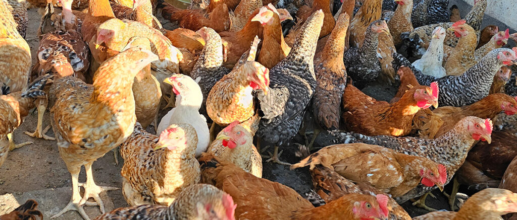 The Top Chicken Breeds In Kenya 1 Top Chicken Breeds In Kenya Steps Farmcare Kenya