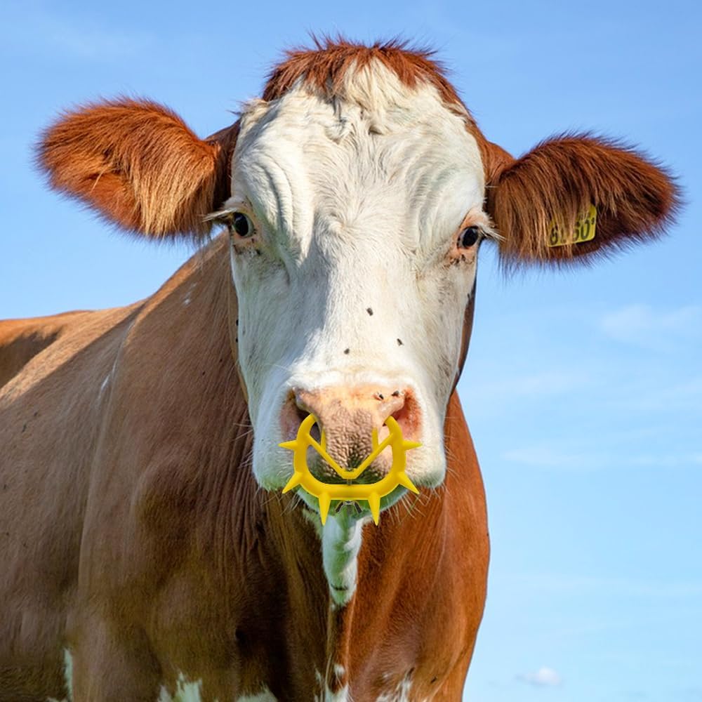 Calf 1 Steps Farmcare Kenya