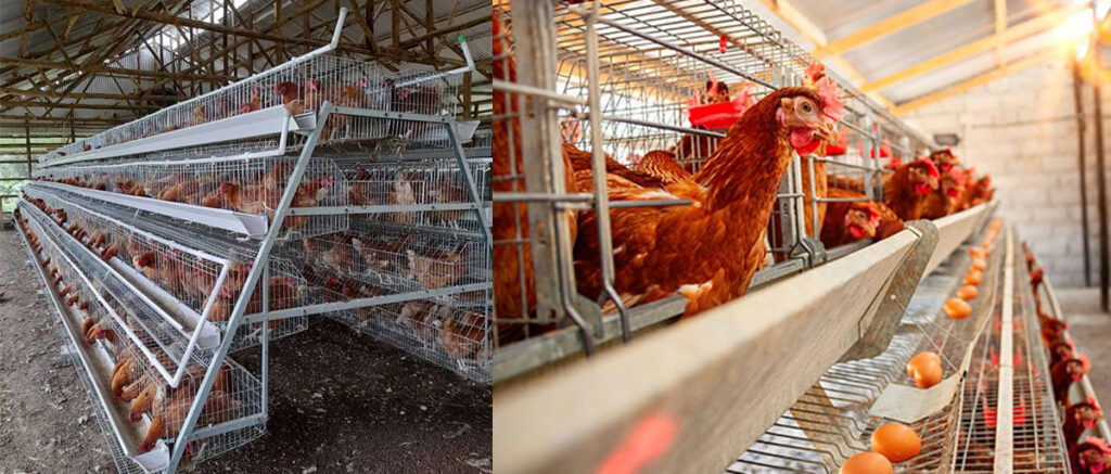 Selecting The Best Chicken Cages For Efficient Egg Farming 1 Chicken Cages In Kenya Steps Farmcare Kenya