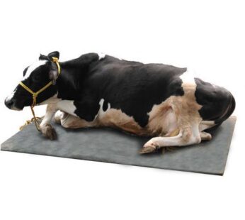 Home 32 3*5 Ft High-Density Cow Mattresses (25Mm)