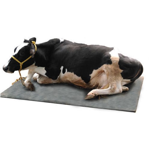 3*5 Ft High-Density Cow  Mattresses (25Mm)