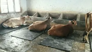 Cowmattress Steps Farmcare Kenya