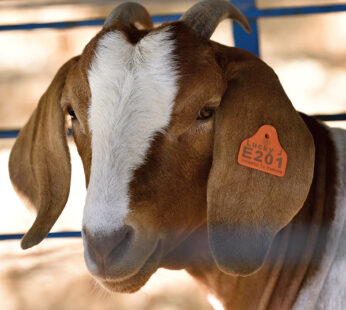 Home 17 Goats Customized Ear Tags