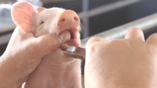 Pigs Tooth Clippers - Image 3