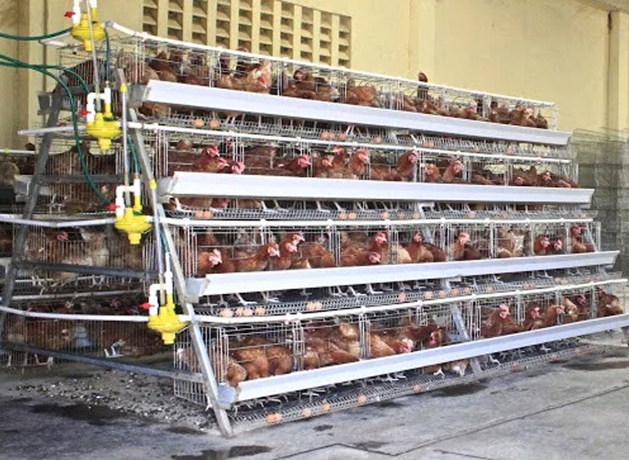 Selecting The Best Chicken Cages For Efficient Egg Farming 2 Readytolaycageskenya Steps Farmcare Kenya