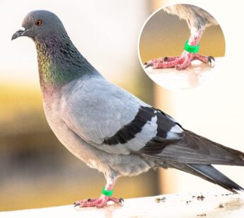 Colourful Plain Chicks Leg Tags