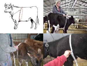 Tapemeasureanimals 2 Steps Farmcare Kenya