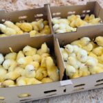 Dayoldchicks 1 Steps Farmcare Kenya
