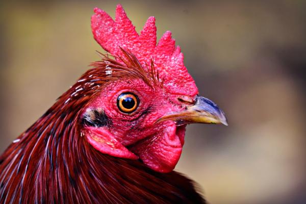 Why Poultry Drinkers Are Often Red 2 Full Color Vision Mabel Steps Farmcare Kenya
