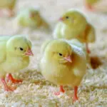 Kenchick Layers Day Old Steps Farmcare Kenya