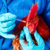 Comprehensive Chicken Vaccination Timetable