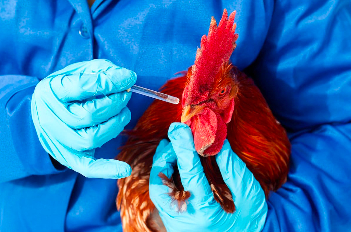 Comprehensive Chicken Vaccination Timetable