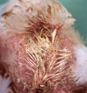 Chicken Infections And Their Symptoms 4 Gumboro Disease