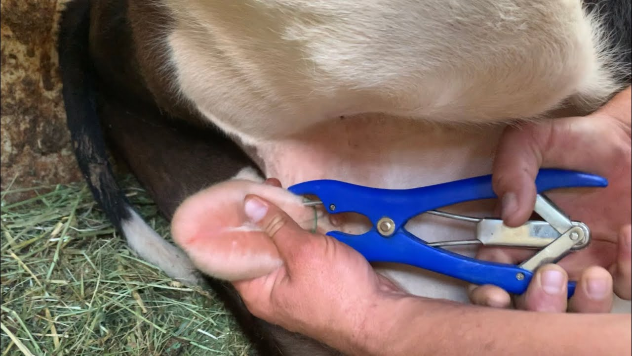 Elastration in Livestocks