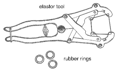 Elastration In Livestocks 3 Image Of Elastor Tool