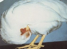 Chicken Infections And Their Symptoms 2 Newcastle Disease 5 Steps Farmcare Kenya